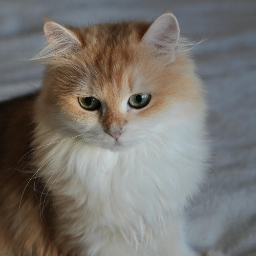 Foto van de poes
