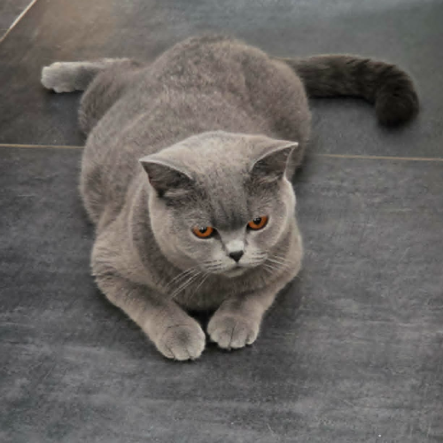 Foto van de poes