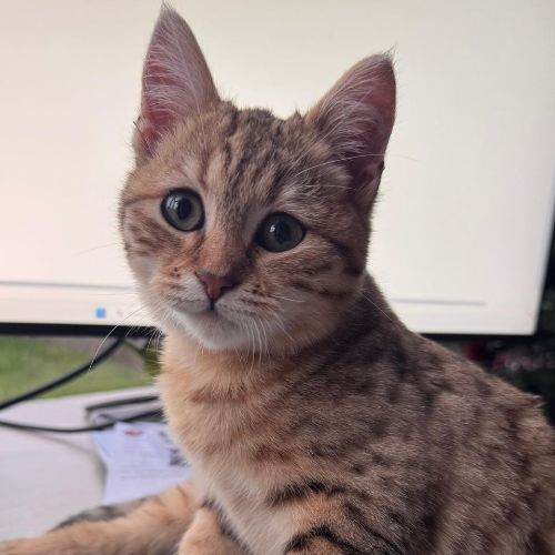 Foto van de poes
