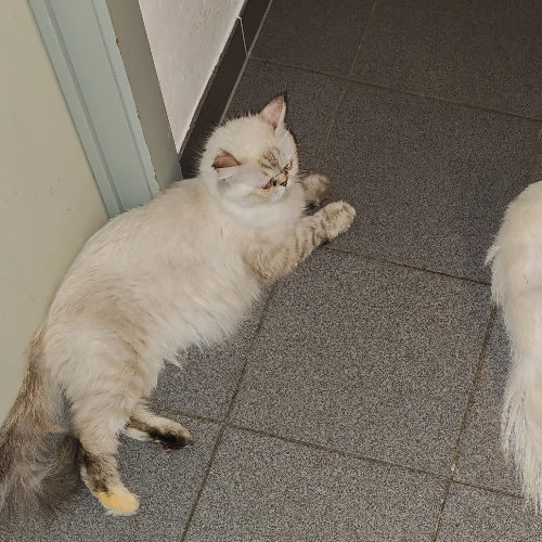 Foto van de poes