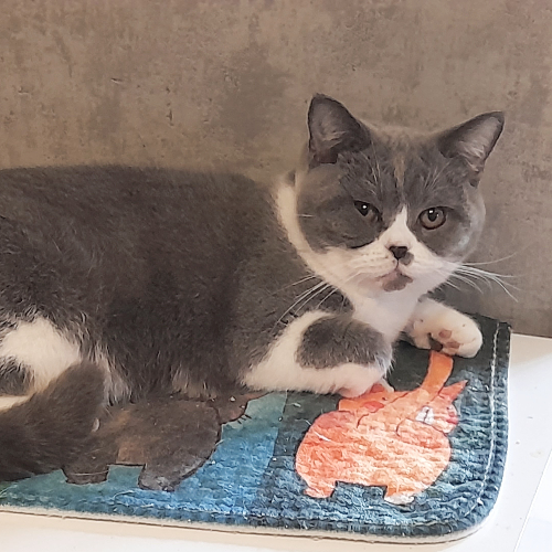 Foto van de poes