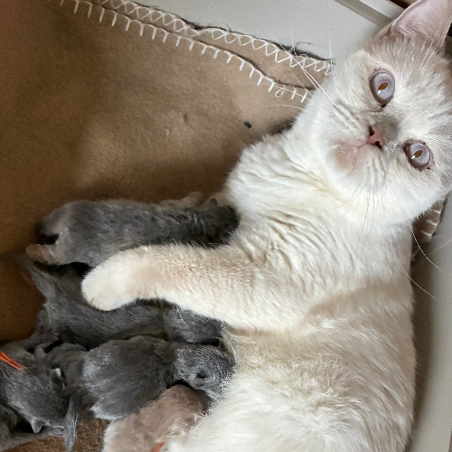 Foto van de poes