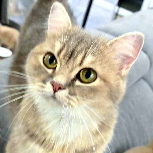 Foto van de poes
