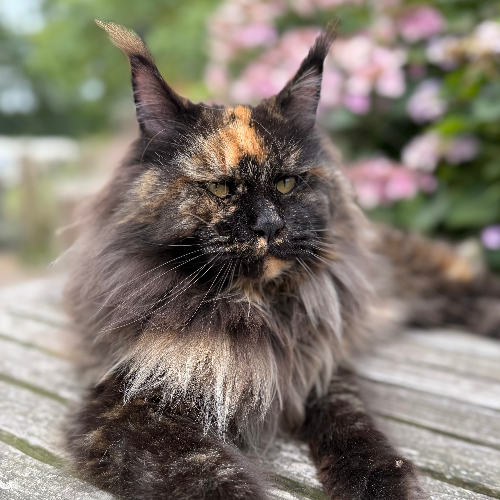 Foto van de poes