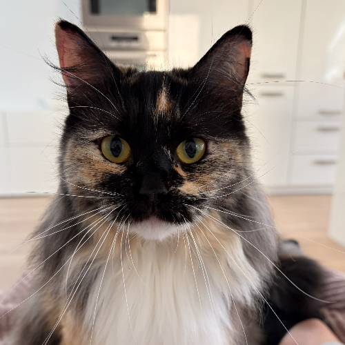 Foto van de poes