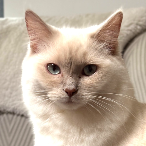 Foto van de poes