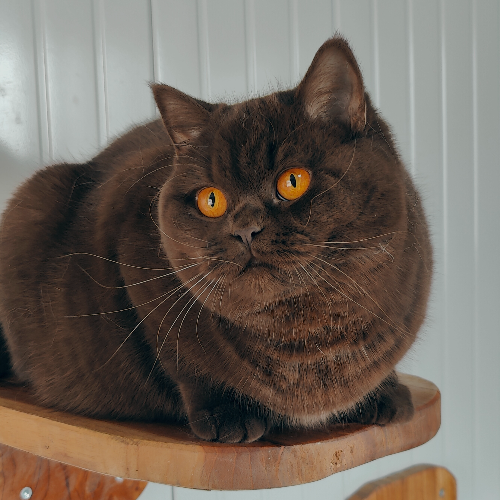 Foto van de poes