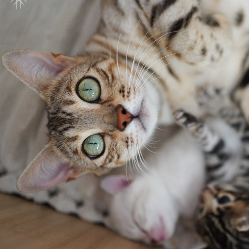 Foto van de poes