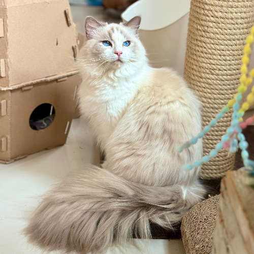 Foto van de poes