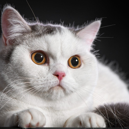 Foto van de poes