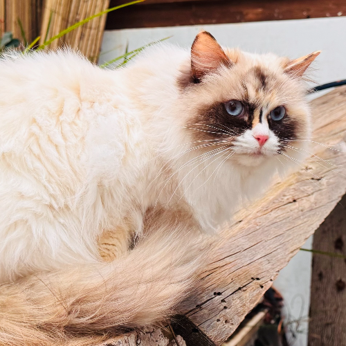 Foto van de poes