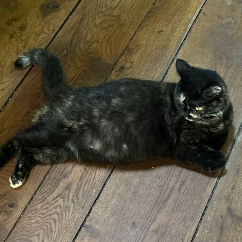 Foto van de poes