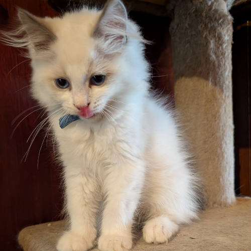 Foto van de poes