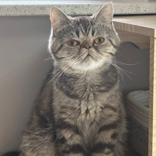 Foto van de poes