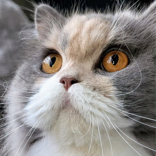 Foto van de poes