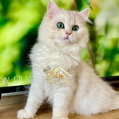 Foto van de poes