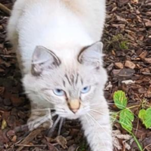 Foto van de poes