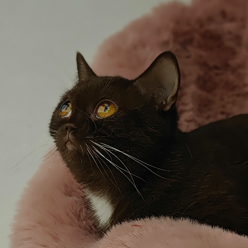 Foto van de poes