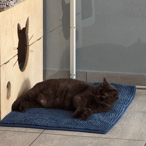 Foto van de poes