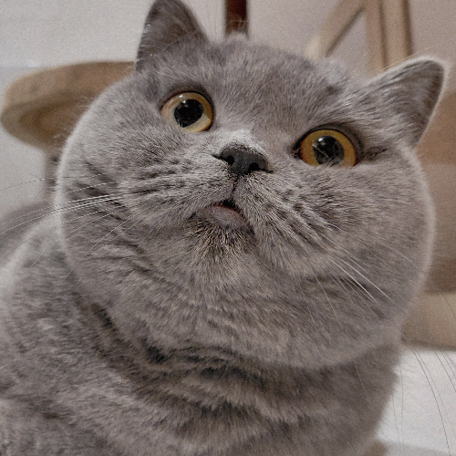 Foto van de poes