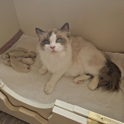 Foto van de poes