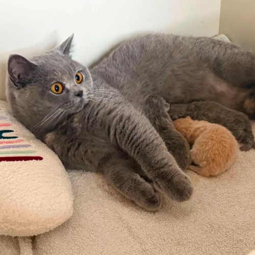 Foto van de poes