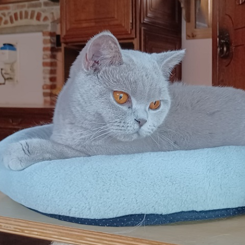 Foto van de poes