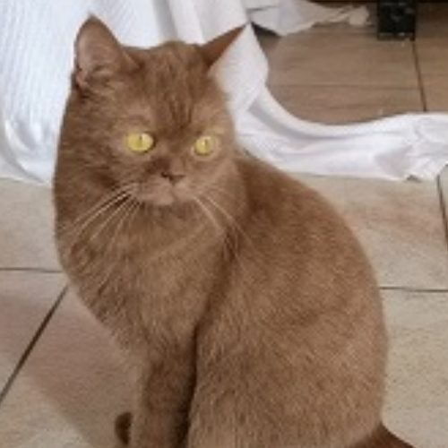 Foto van de poes