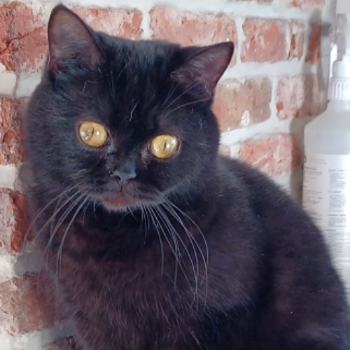 Foto van de poes
