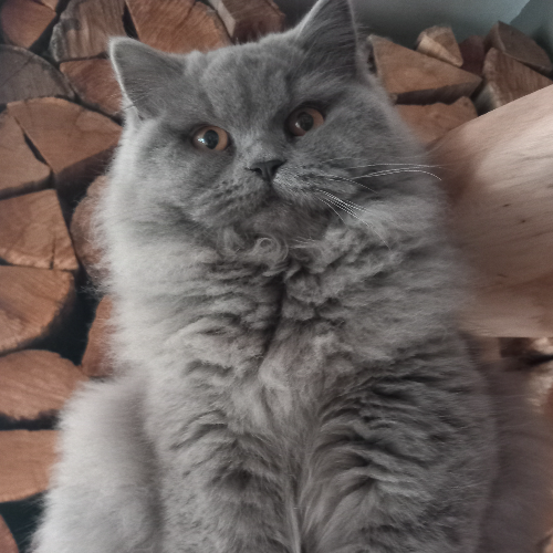 Foto van de poes