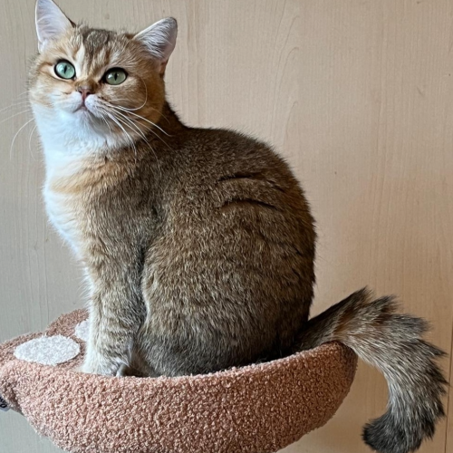 Foto van de poes