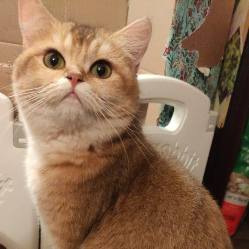 Foto van de poes
