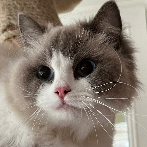 Foto van de poes