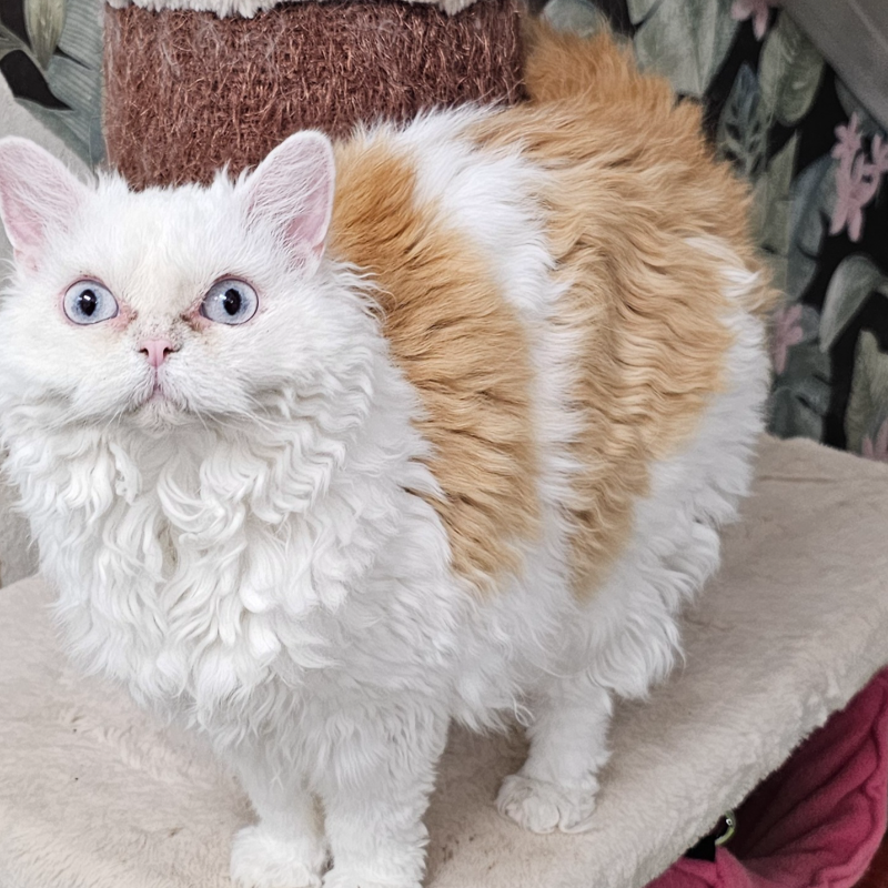 Foto van de kat