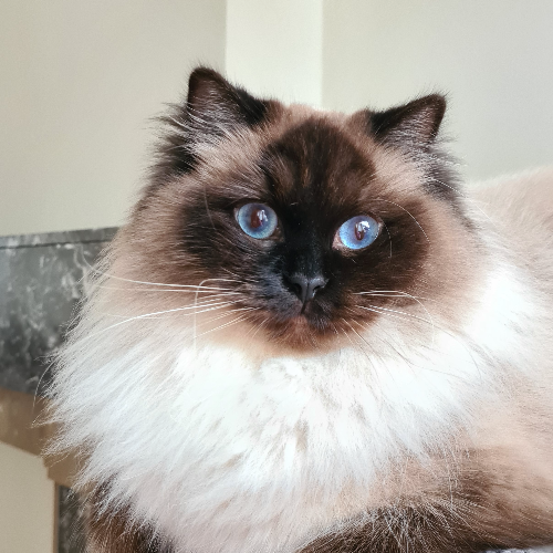 Foto van de kat