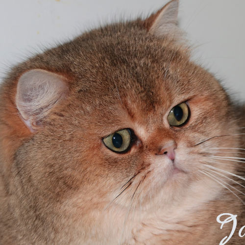 Foto van de kat