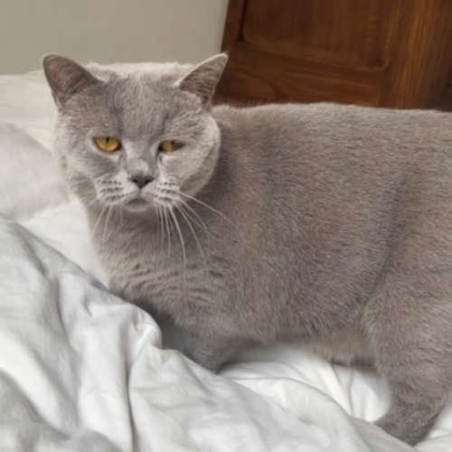 Foto van de kat