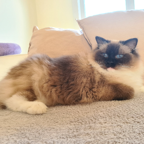 Foto van de kat