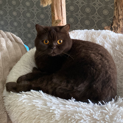 Foto van de kat