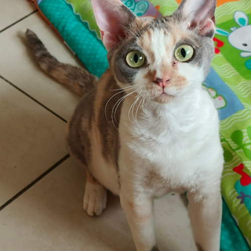 Foto van de kat