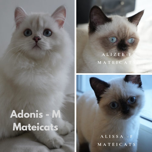 Foto van de kat