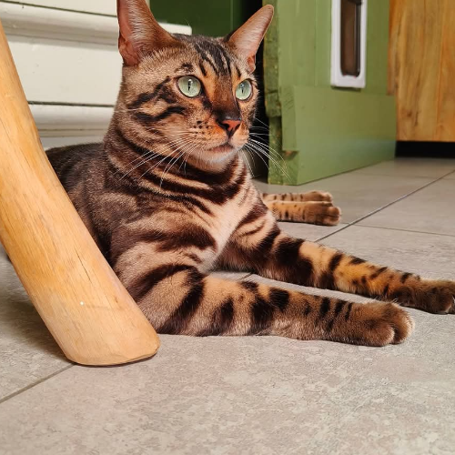 Foto van de kat