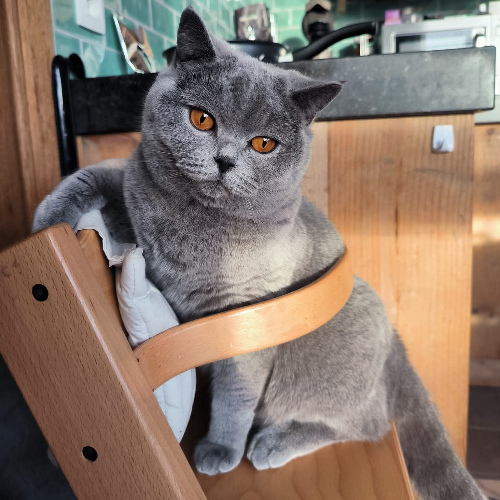 Foto van de kat