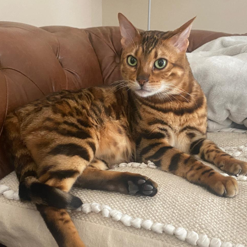 Foto van de kat