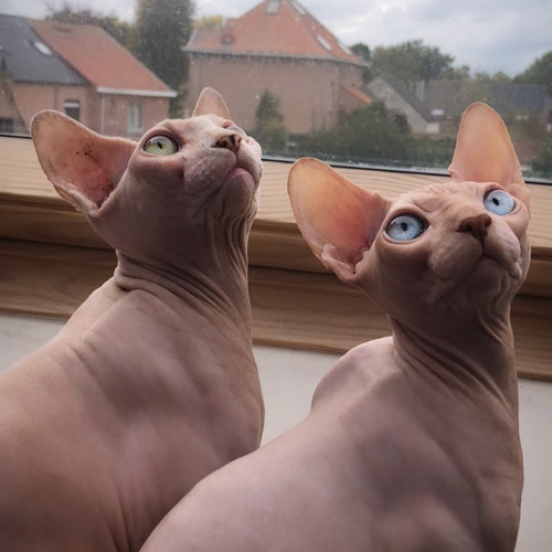 Foto van de kat