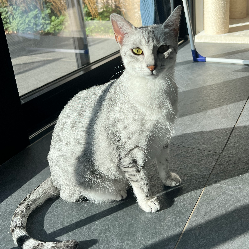 Foto van de kat