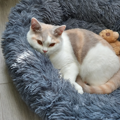 Foto van de kat