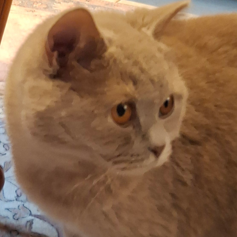 Foto van de kat