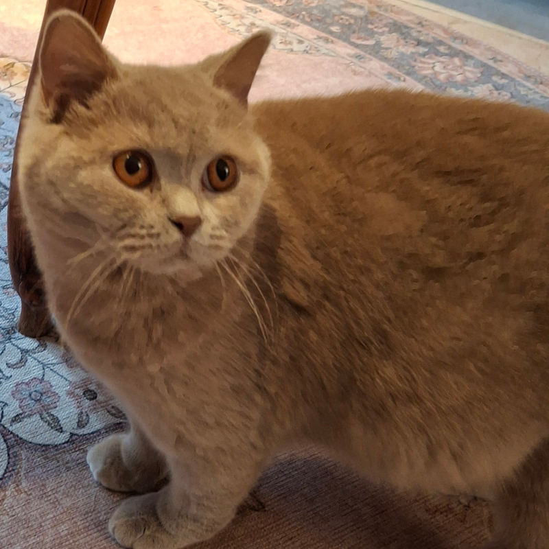 Foto van de kat