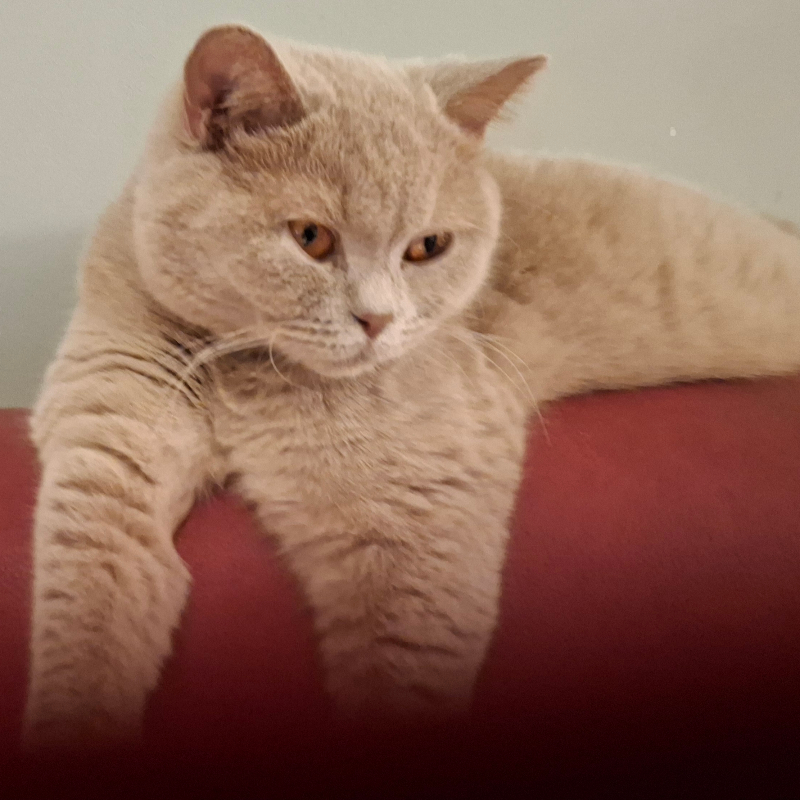 Foto van de kat